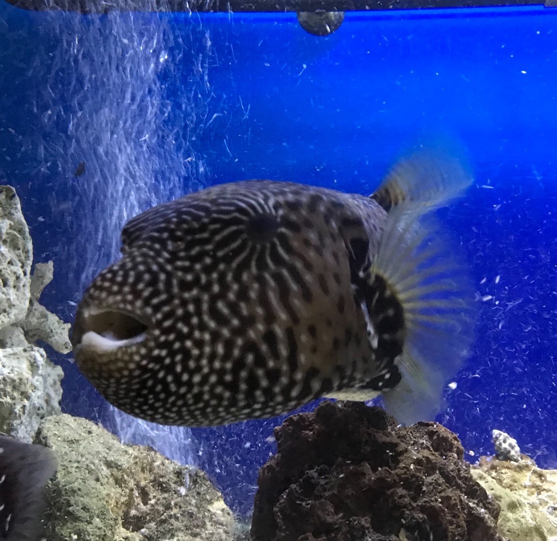 外部フィルターで大型海水魚 うみばこファームだより