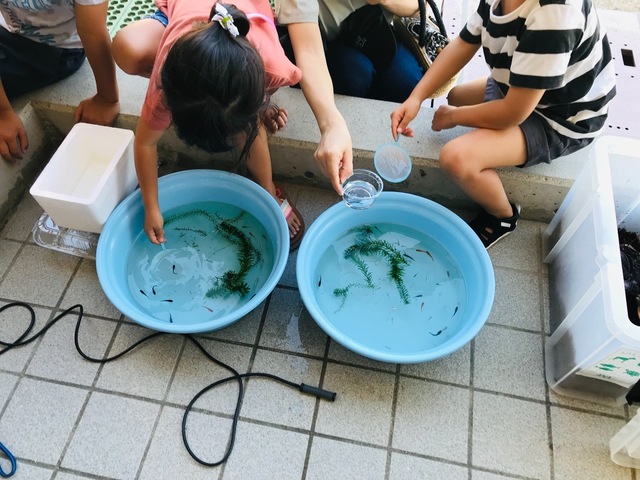 スナガニと海水浴事情 うみばこファームだより