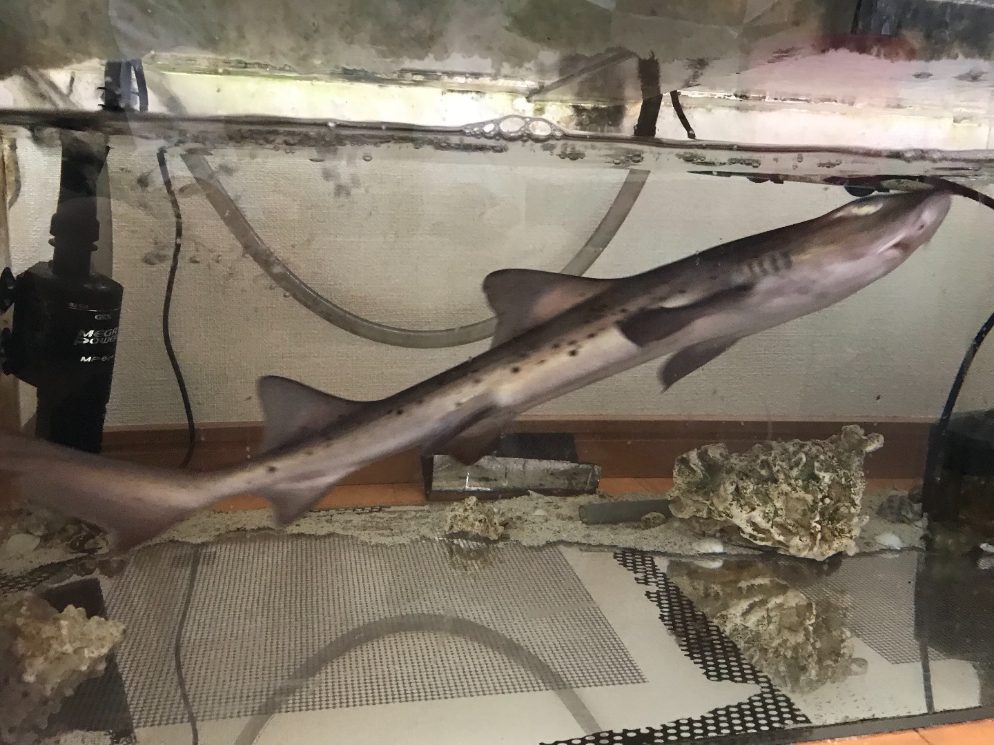 タッチプールの主役 ネコザメが うみばこファームだより