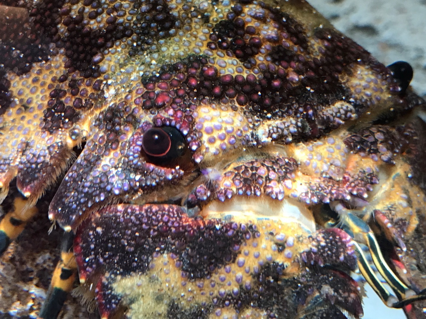 ゾウリエビのえさ うみばこファームだより