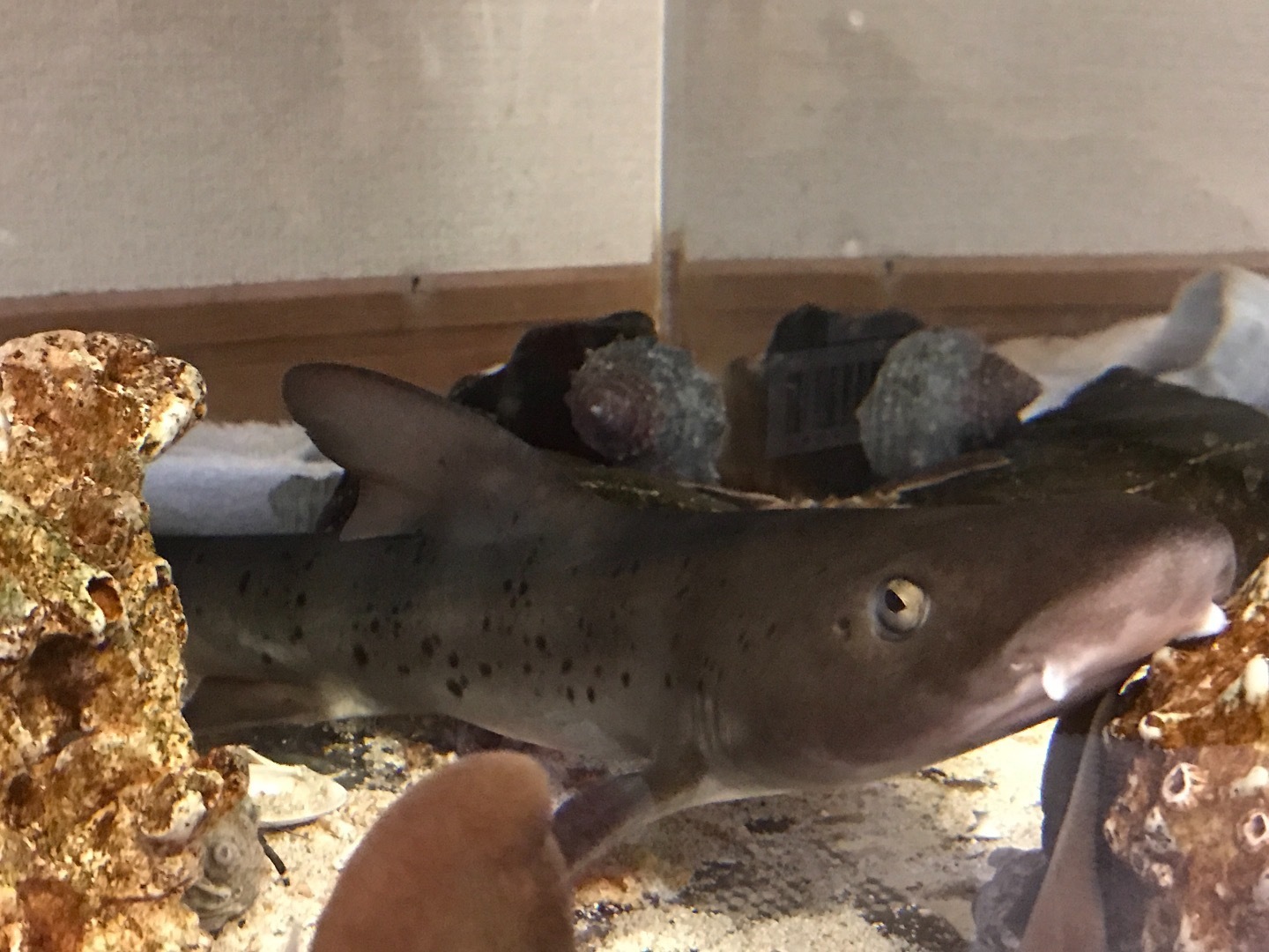 タッチプールの定番種 うみばこファームだより